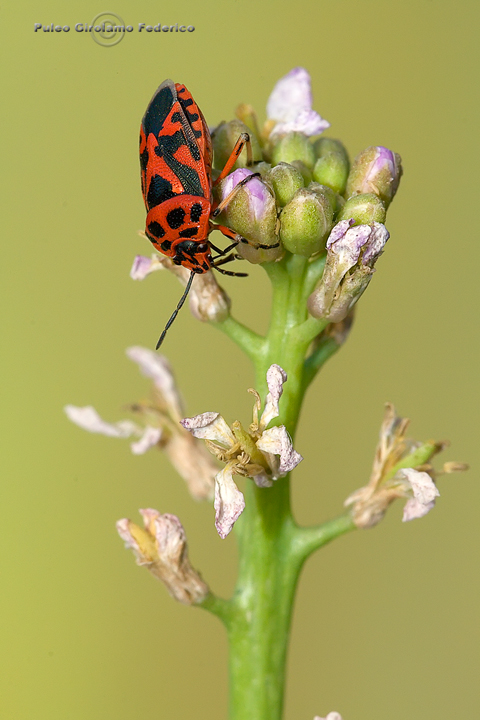 identificazione